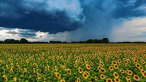 Dunkle Regenwolken ziehen über ein Feld mit blühenden Sonnenblumen (Luftaufnahme mit einer Drohne). (Archivbild)