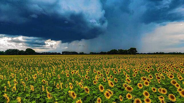 Dunkle Regenwolken ziehen über ein Feld mit blühenden Sonnenblumen (Luftaufnahme mit einer Drohne). (Archivbild)