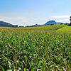 Blick von Hilzingen über ein Maisfeld Richtung Hohentwiel – nach Abschluss der Erntearbeiten haben sich die Landwirte im Hegau zum ...