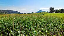Blick von Hilzingen über ein Maisfeld Richtung Hohentwiel – nach Abschluss der Erntearbeiten haben sich die Landwirte im Hegau zum ...