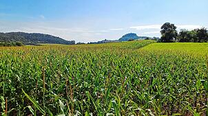Blick von Hilzingen über ein Maisfeld Richtung Hohentwiel – nach Abschluss der Erntearbeiten haben sich die Landwirte im Hegau zum ...