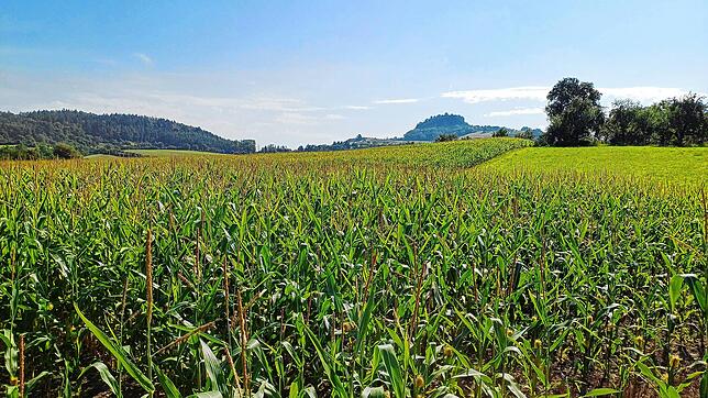 Blick von Hilzingen über ein Maisfeld Richtung Hohentwiel – nach Abschluss der Erntearbeiten haben sich die Landwirte im Hegau zum ...
