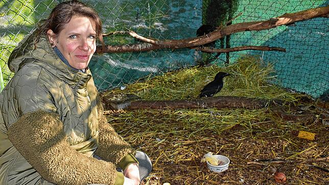 In der Voliere in Raßbach sind derzeit zwei verletzte Krähen und ein Bussard mit gebrochenem Flügel, die Melanie Nestvogel aufpäppelt. ...