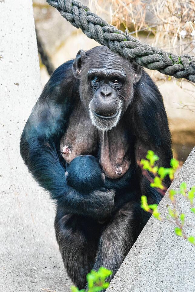 Bild 2: Niedliches Schimpansen-Baby im Zoo Basel zur Welt gekommen: Es ist ein Mädchen!