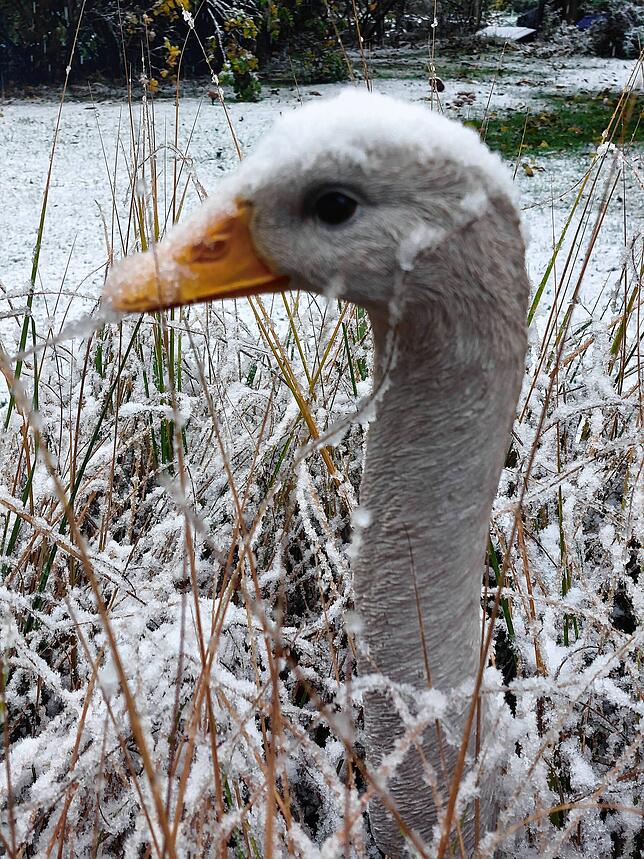 Schnee in Albbruck am Sonntag.