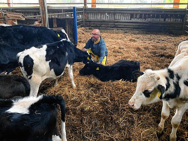 Die Aktivisten von Animal Pride besuchen die überlebenden Kälber in Mengen, wo sie sie auf einem Kuhpensionshof untergebracht haben. ...