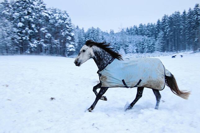 Bild 5: Toben im Tiefschnee: So viel Lebensglück für 50 Pferde in Überlingen-Bambergen