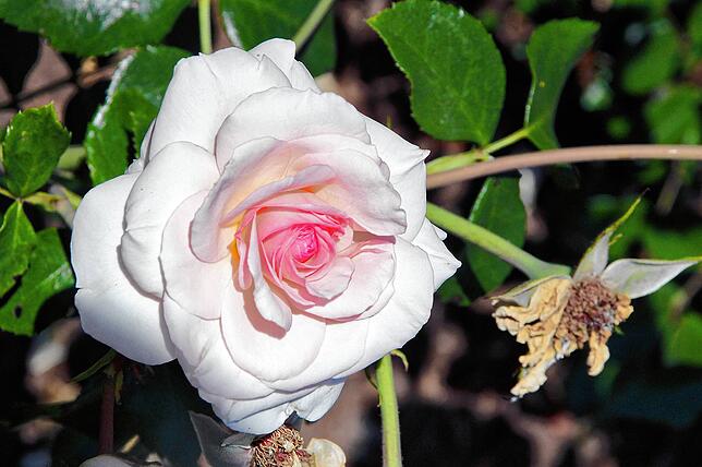 Auf dem Hubenloch liegt auch Deutschlands höchstgelegener Rosengarten.