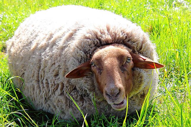 Mit ihr fing alles an: Resa war das erste Schaf von Hardy Buck und Barbara Stotz.