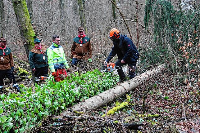Bild 15: Die spektakulären Narrenbaum-Momente aus dem Altbohlwald: Holzhauer der Narrizella Ratoldi schlagen zu