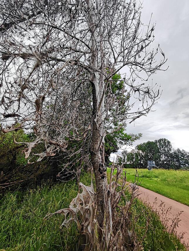 An einem Radweg zwischen Schopfheim und Steinen ist dieser Baum schon ziemlich kahl gefressen und in einen weißen Schleier gelegt.