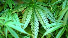 Der Geruch von Cannabis drang bei einer Polizeikontrolle in Wehr aus dem Innenraum eines Autos. (Symbolbild)