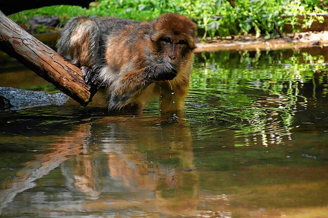 Bild 4: So kommen Zootiere mit der Hitze klar