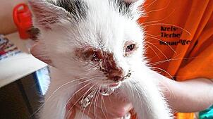 Das Elend der Straßenkatzen erfahren Tierschützer im Kreistierheim hautnah. Die Katzenschutzverordnung stimmt jetzt optimistisch – unter ...