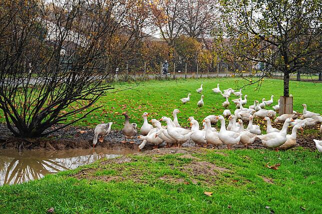 Artgerechte Haltung schreiben beide Gänsezüchter groß. Bei Möllers baden die Tiere im eigenen Teich.
