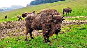 Die Wisent-Herde war 2021 noch vielköpfig. Zwei Tiere leben noch in einem neuen Zuhause. Archivbild: Edgar Steinfelder