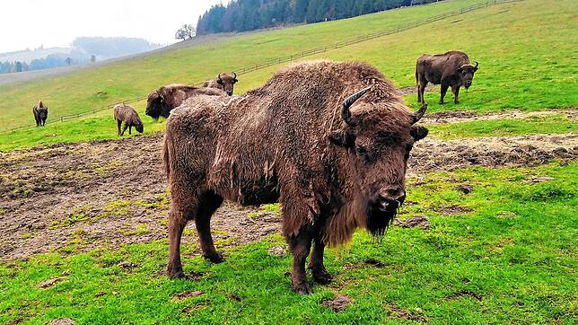 Die Wisent-Herde war 2021 noch vielköpfig. Zwei Tiere leben noch in einem neuen Zuhause. Archivbild: Edgar Steinfelder