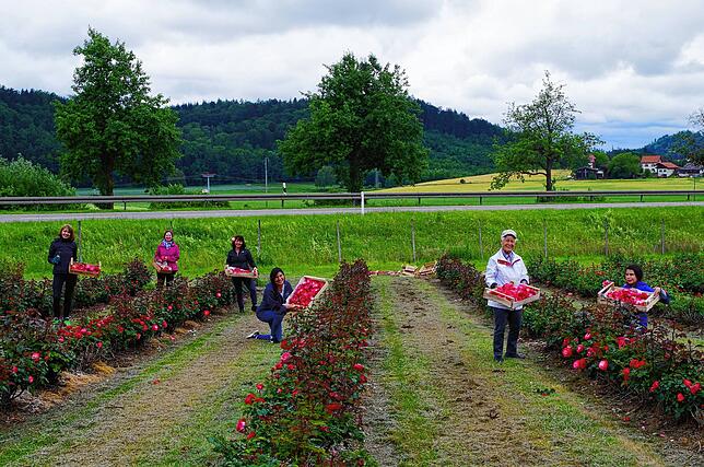 Auf Abstand, aber dennoch gemeinsam: Eine Gruppe Blumenpflücker schneidet in Stockach Rosen für das Fronleichnamsfest.
