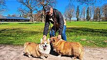 Peter Krafft aus Unterbränd kommt gerne mit seinen zwei Corgis Louis (links) und Abbey in den Donaueschinger Schlosspark zum Spazieren.