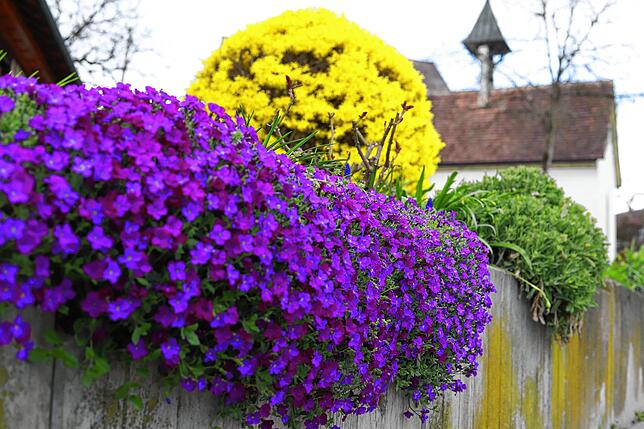 Blaukissen und eine kugelig in Form gebrachte Forsythie verleihen dem Salemer Ortsteil Rickenbach bunte Tupfer, zu sehen vor der St. ...