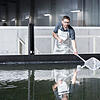 Ein Mitarbeiter beim Entnehmen der Shrimps aus dem Aufzuchtbecken. Bild: SwissShrimp