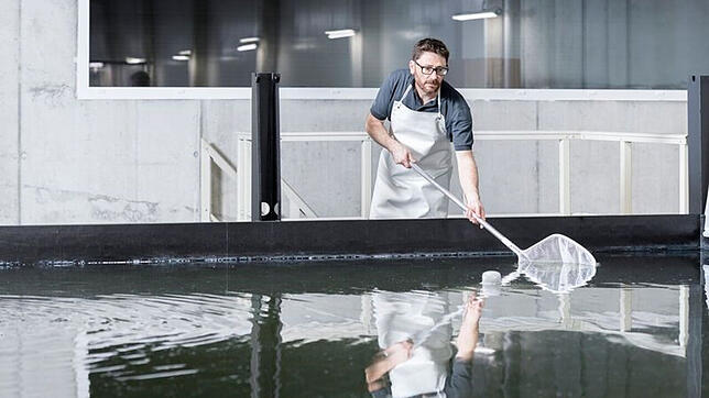 Ein Mitarbeiter beim Entnehmen der Shrimps aus dem Aufzuchtbecken. Bild: SwissShrimp