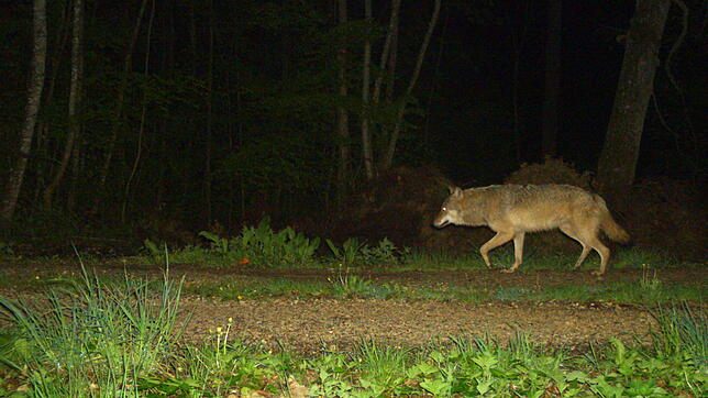 Die Fotofalle hat zugeschnappt: Ein Wolf war im Donautal unterwegs.