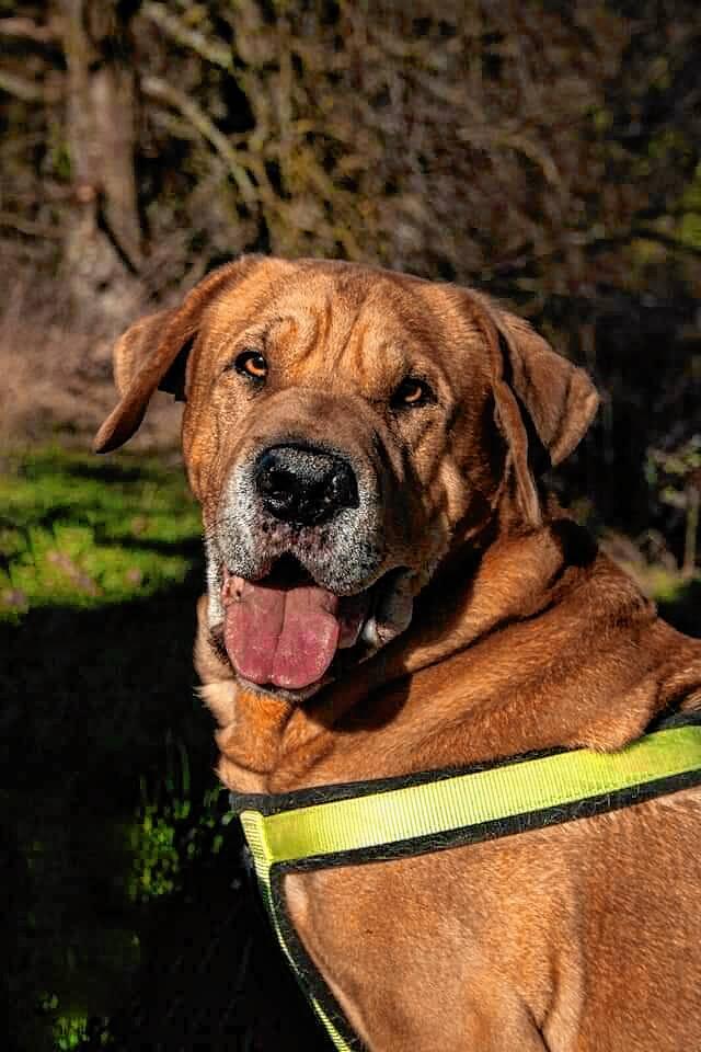 Oslo ist ein Shar-Pei-Labrador Mischling und im Tierheim Überlingen untergebracht. „Der liebenswerte Oslo ist seit mehr als drei ...