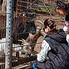 Das Füttern der Ponys, Ziegen, Schafe und Alpakas im Kappeler Streichelzoo ist für viele Kinder mit ihren Eltern eine beliebte ...