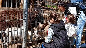 Das Füttern der Ponys, Ziegen, Schafe und Alpakas im Kappeler Streichelzoo ist für viele Kinder mit ihren Eltern eine beliebte ...