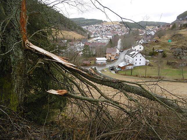 Am Ochsenberg in Vöhrenbach hat der Sturm von einem Baum Äste abgerissen. Im Hintergrund ist die Stadt Vöhrenbach zu sehen.