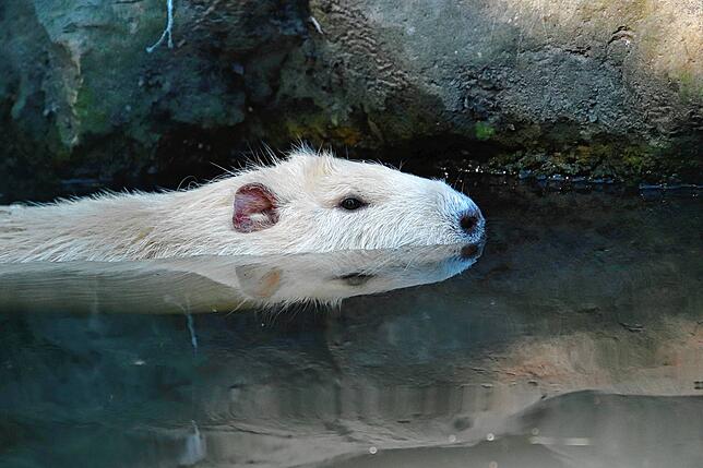 Bild 14: So kommen Zootiere mit der Hitze klar