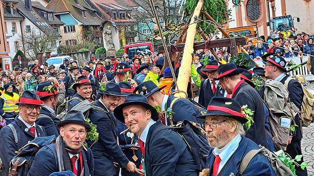Mit vereinten Kräften stellen die Wälder den Narrenbaum auf dem Münsterplatz auf. Wegen des kürzeren Umzugswegs waren sie eine halbe ...