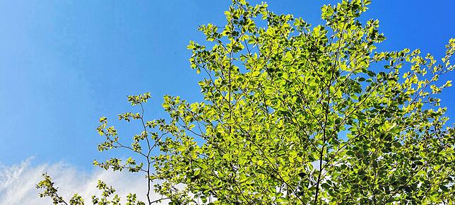 Eine junge Buche untern blauem Himmel.
