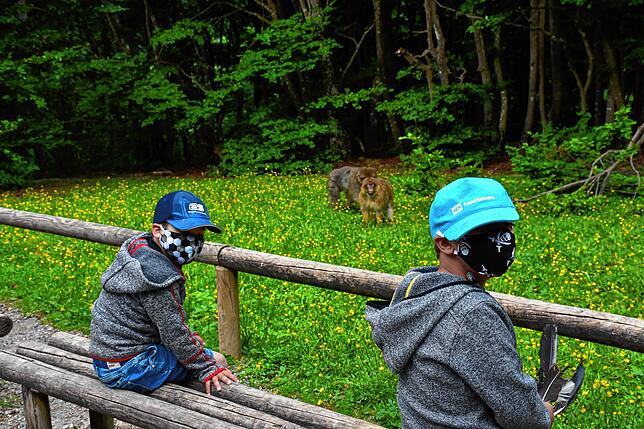 Die neue Realität auf dem Affenberg Salem; Kinder mit Mund-Nase-Schutz halten Distanz zu den Berberaffen.