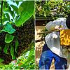 Ganz schön viele Bienen: Ein ganzes Bienenvolk hat sich in Andrea Kammerlanders Apfelbaum eingenistet (links). Imker Helmut Beyl hat die ...