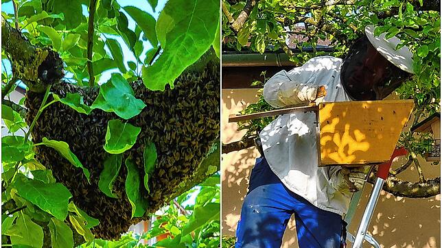 Ganz schön viele Bienen: Ein ganzes Bienenvolk hat sich in Andrea Kammerlanders Apfelbaum eingenistet (links). Imker Helmut Beyl hat die ...