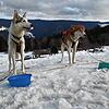 Zwei Schlittenhunde im Husky-Camp in Todtmoos-Schwarzenbach. Ende Januar werden die Musher mit ihren Tieren dort wieder lagern.