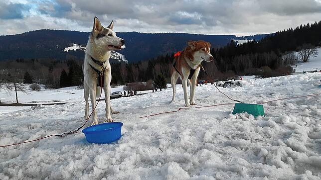 Zwei Schlittenhunde im Husky-Camp in Todtmoos-Schwarzenbach. Ende Januar werden die Musher mit ihren Tieren dort wieder lagern.
