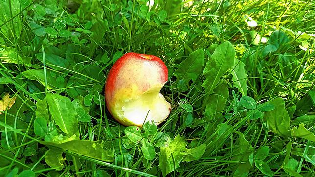 Die Sorte Swee-Tango ist die neueste der Sorten, die Bauer Schmid auf seinen Felder in größerem Stil anbaut. Der Apfel ist knackig und ...