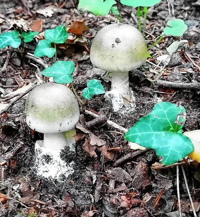 Der giftigste Pilz der Welt: Grüner Knollenblätterpilz. Dieses Jahr stehen die Wälder unserer Region voll davon – zu finden ist er ...