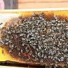 Da wimmelt es ja schon ordentlich! Im sehr milden Januar hat die Bienenkönigin schon Eier gelegt, ihr Volk wärmt den Nachwuchs als Traube.