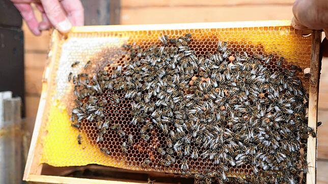 Da wimmelt es ja schon ordentlich! Im sehr milden Januar hat die Bienenkönigin schon Eier gelegt, ihr Volk wärmt den Nachwuchs als Traube.