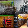 Der Biber, ein Baum, neue Räte und alte Videos haben Radolfzell 2022 unter anderem beschäftigt. Das sind vier Themen im ersten Teil des ...