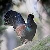 Das Auerhuhn ist der Charaktervogel des Schwarzwaldes, der einmal die größte Auerhuhnpopulation Zentraleuropas außerhalb des Alpenraums ...