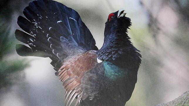 Das Auerhuhn ist der Charaktervogel des Schwarzwaldes, der einmal die größte Auerhuhnpopulation Zentraleuropas außerhalb des Alpenraums ...