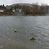 Flussbestattung nahe Waldshut-Tiengen: Die Asche des Verstorbenen und Blumen treiben rheinabwärts.