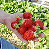 Im Folientunnel gedeihen die Erdbeeren zu makellosen Früchten heran.