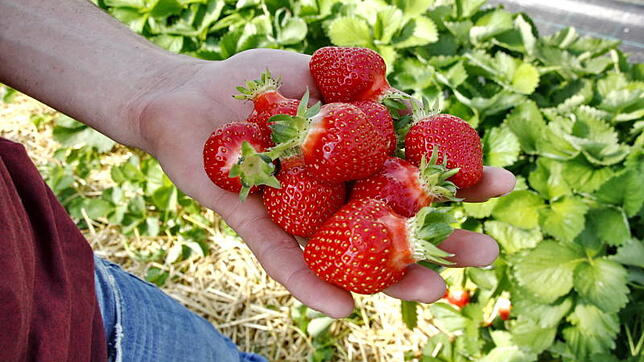 Eine handvoll Erdbeeren (Symbolbild).