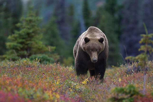 Ein Grizzlybär in den Wäldern von Kanada.